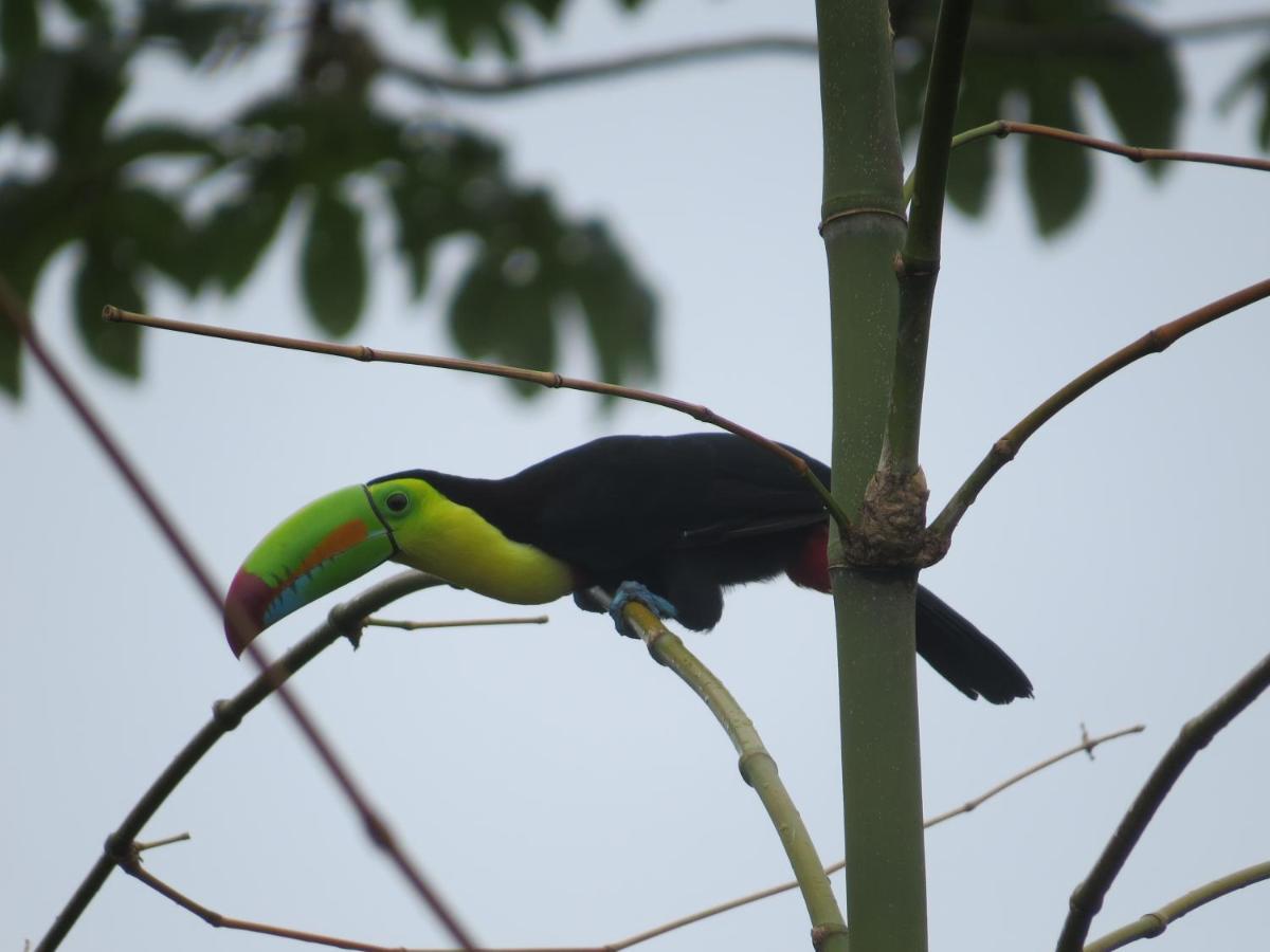 Hotel Pedacito De Cielo Boca Tapada 外观 照片