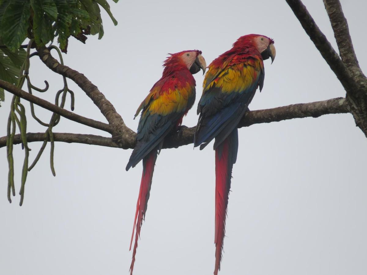 Hotel Pedacito De Cielo Boca Tapada 外观 照片