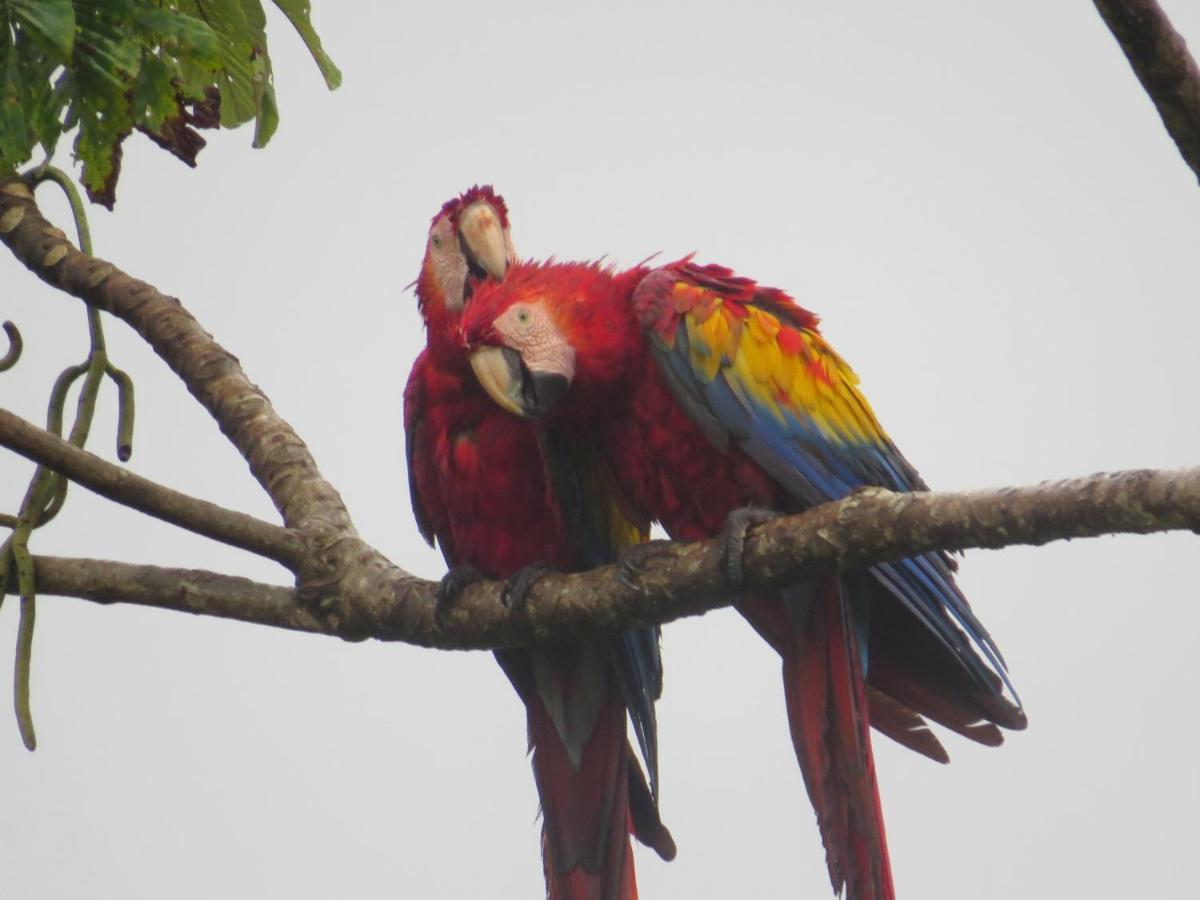 Hotel Pedacito De Cielo Boca Tapada 外观 照片