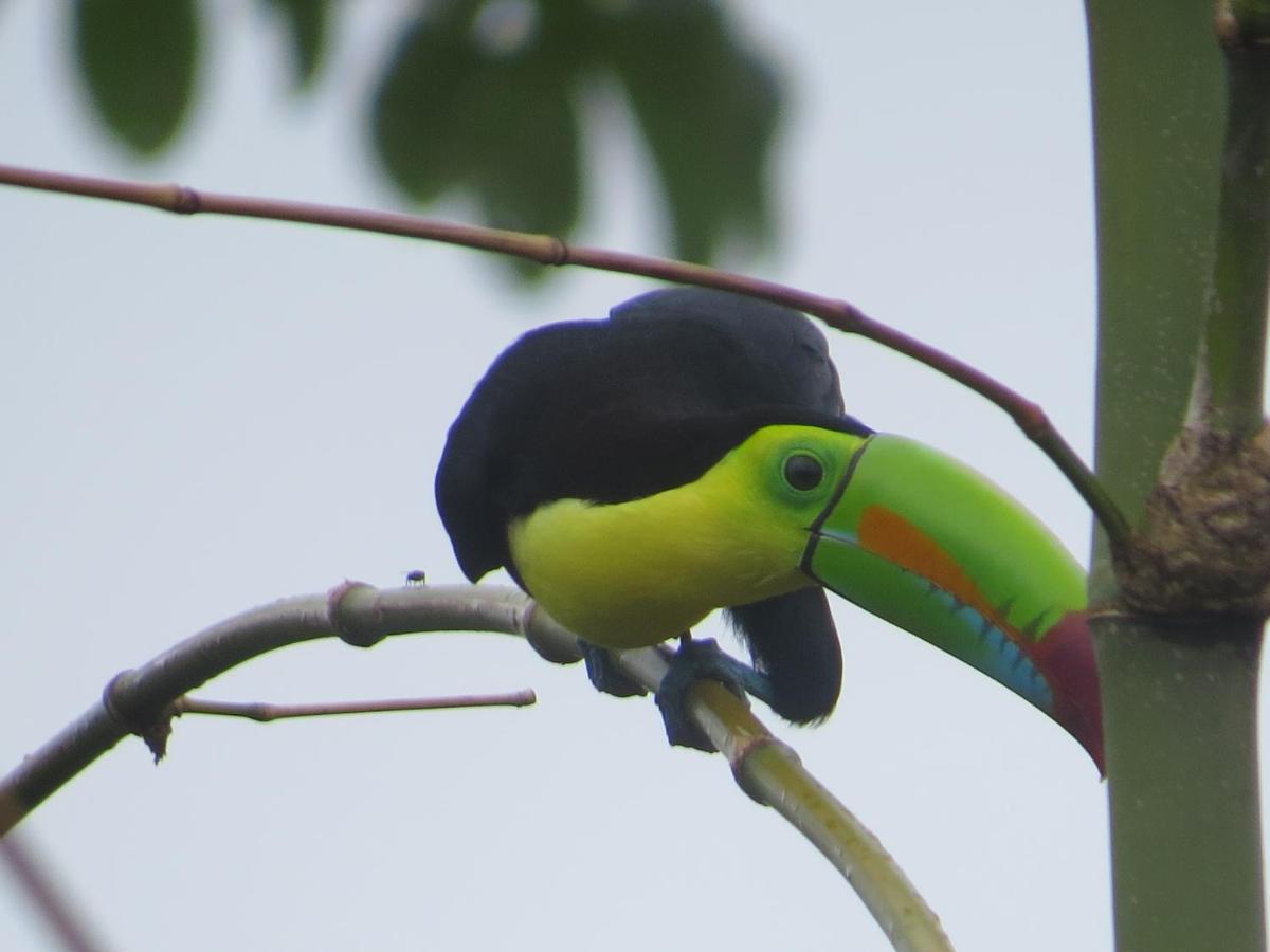 Hotel Pedacito De Cielo Boca Tapada 外观 照片
