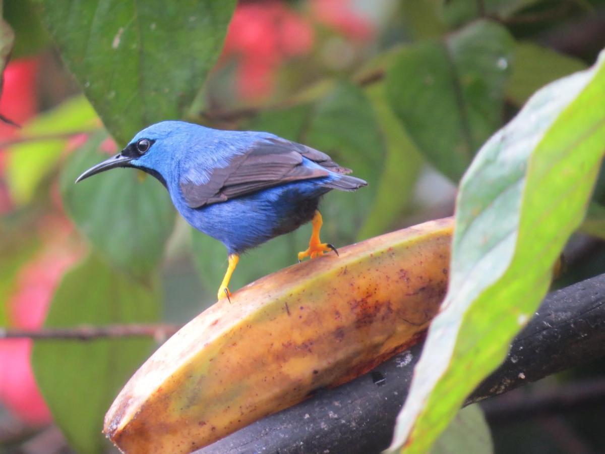 Hotel Pedacito De Cielo Boca Tapada 外观 照片