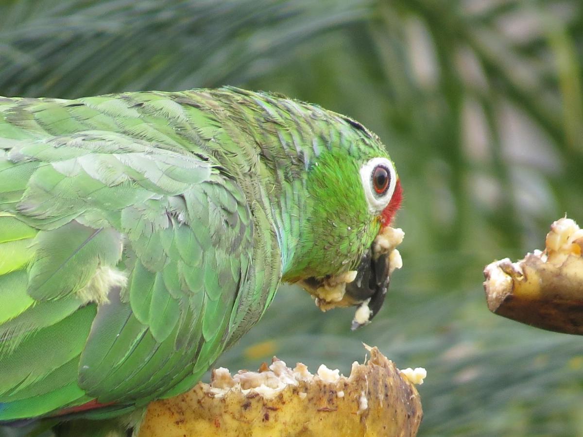 Hotel Pedacito De Cielo Boca Tapada 外观 照片