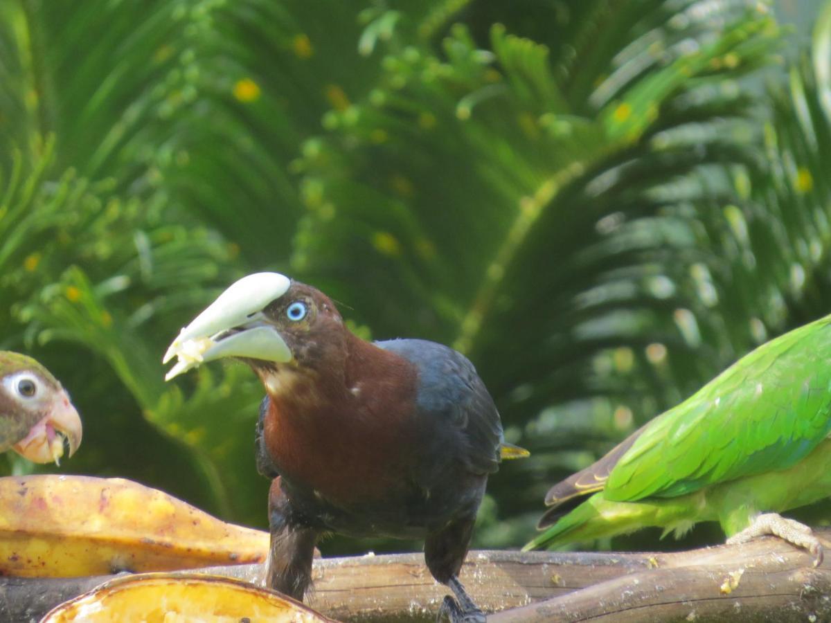 Hotel Pedacito De Cielo Boca Tapada 外观 照片